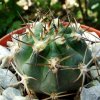 Acanthocalycium _glaucum _P143 _(Echinopsis glaucina)_ 02